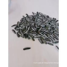 Nova safra de sementes de girassol tipo 5009 Preço de mercado na China